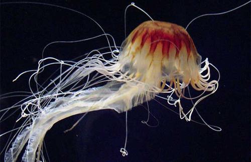 世界上最大的水母叫什么名字？