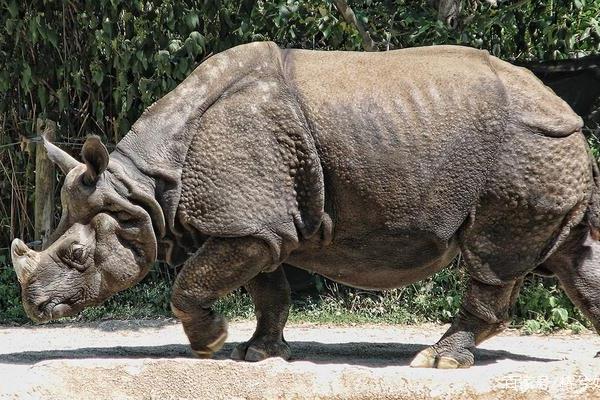世界上最大的独角犀牛