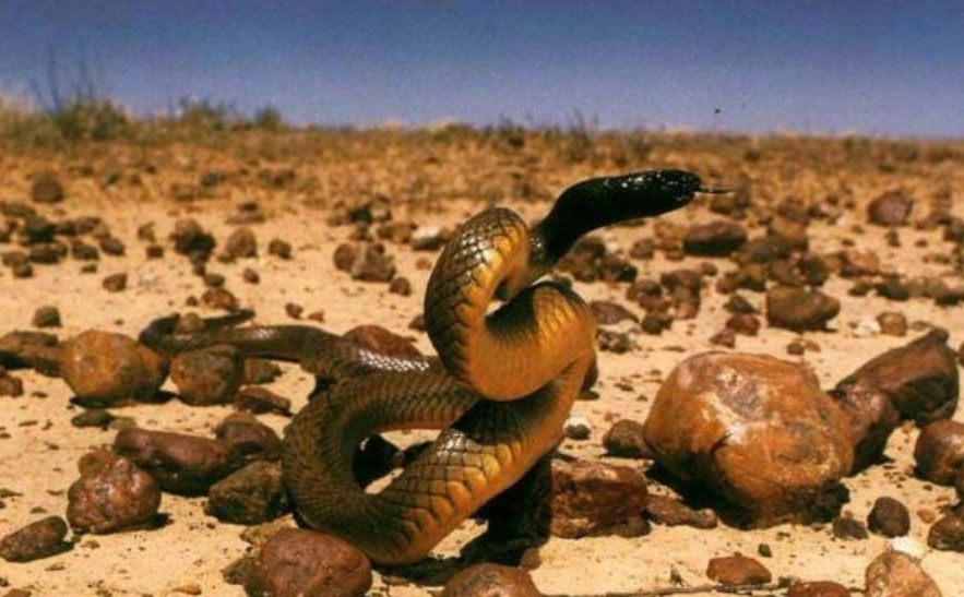 世界上十大毒蛇排行榜