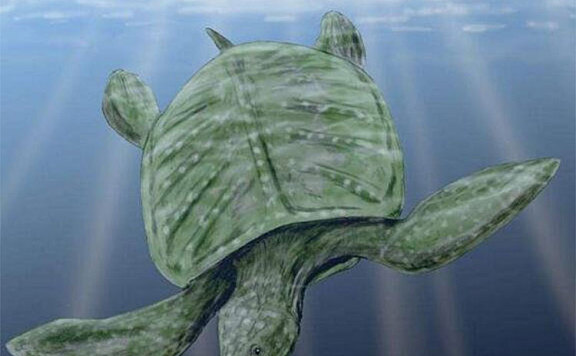 世界上最大的海龟