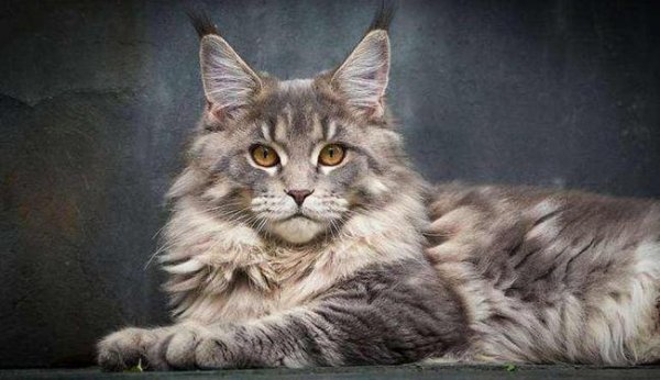 世界上最长寿的猫