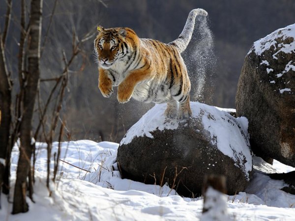 世界上最厉害的老虎是谁？