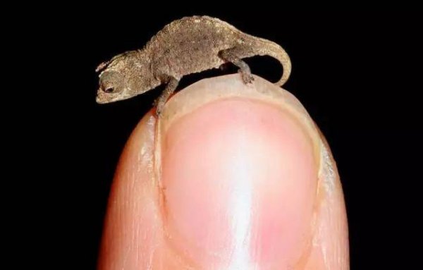 世界上最小的变色龙
