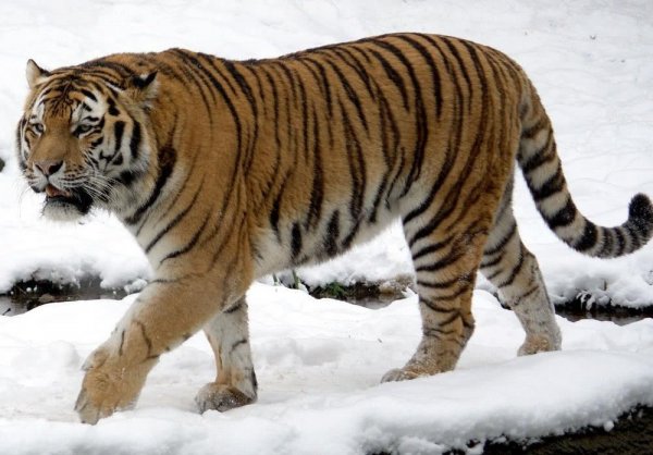 世界上最厉害的老虎是谁？