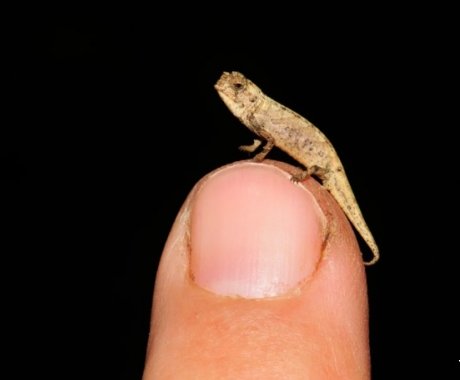 世界上最小的爬行动物