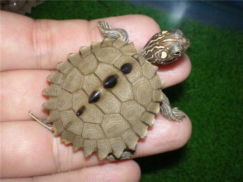 世界十大最漂亮乌龟