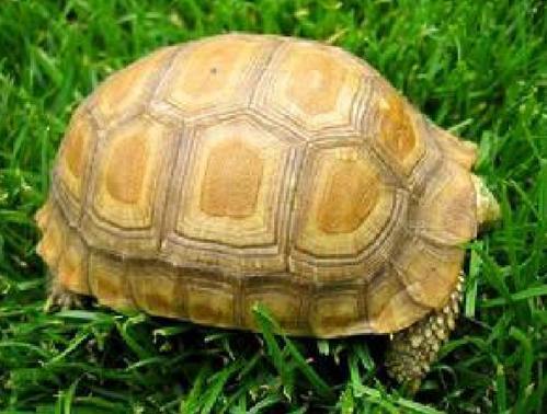 世界十大最漂亮乌龟