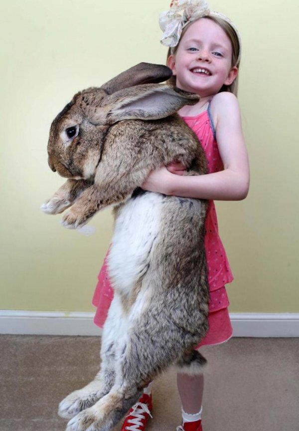 世界上最大的网红兔子