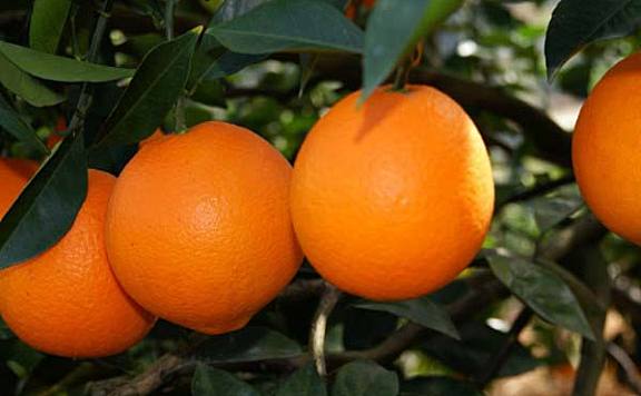 优质脐橙品种有哪些？