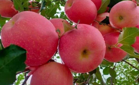 中国十大苹果好吃排名：烟台苹果高居榜首