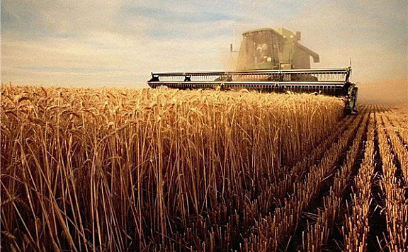 世界小麦产量排名：中国印度俄罗斯包揽前三名