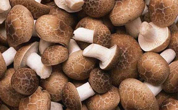 最好吃的十种蘑菇：金针菇上榜