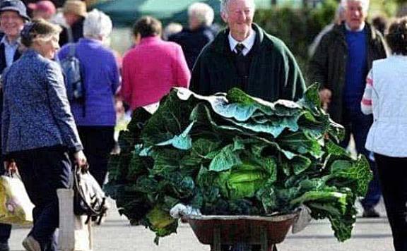 世界上最大的花菜：重达54斤