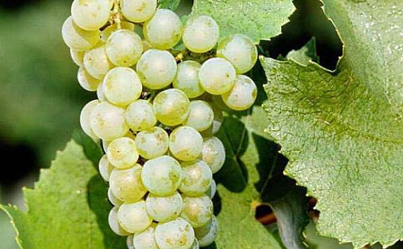 世界十大白葡萄品种：雷司令上榜