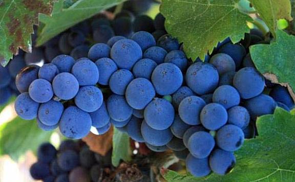 世界十大红葡萄品种：赤霞珠摘得桂冠