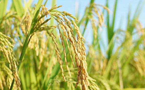 世界上10个最大的稻米生产国