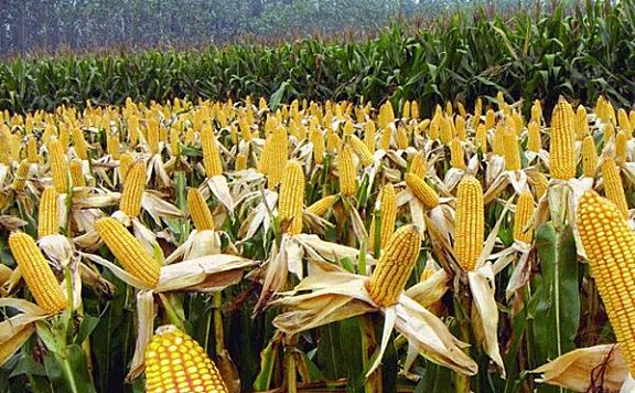 世界上生产玉米最多的国家