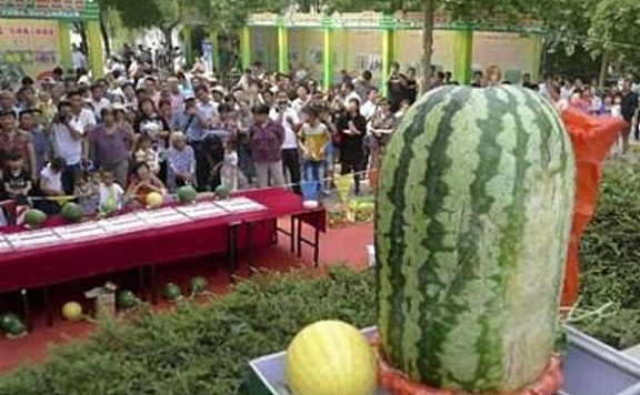 世界上最大的西瓜