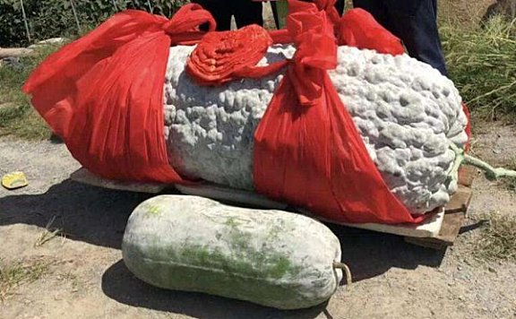 世界上最大的冬瓜有多大？