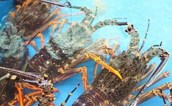 世界上最大的龙虾有多大？