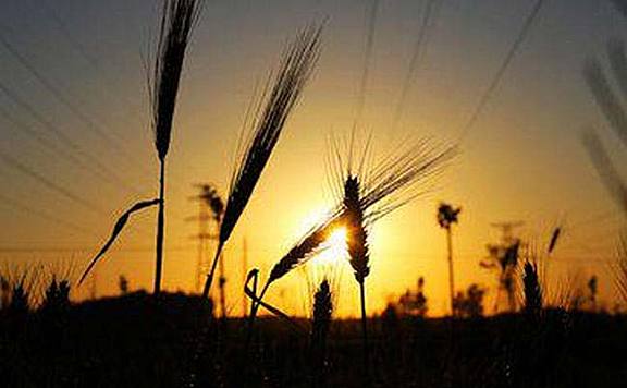 世界各国的小麦产量排行榜