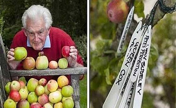世界上能长出最多品种的果树：可长出250种不同品种苹果