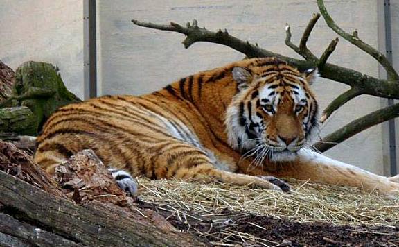 全球10大最著名的动物园：达拉斯动物园上榜