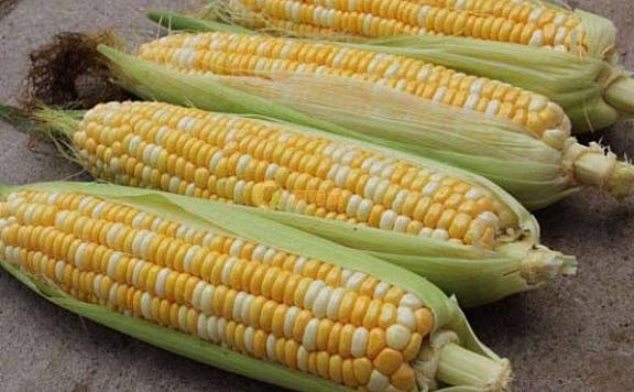 玉米种子排名前十名：龙高L2排第一名