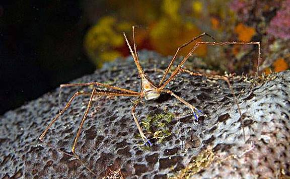 世界十大最奇怪的螃蟹：箭头蟹上榜