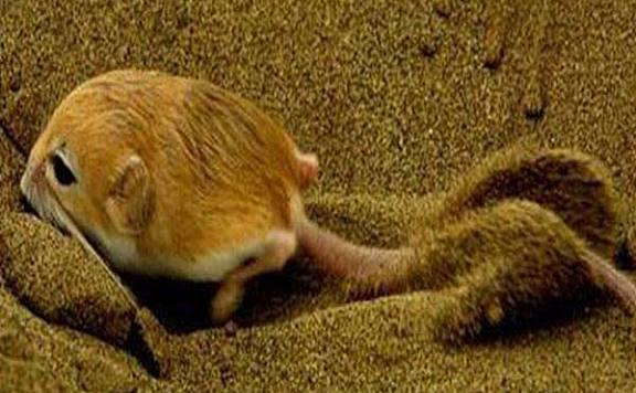 世界十大最小的哺乳动物：星鼻鼹第十