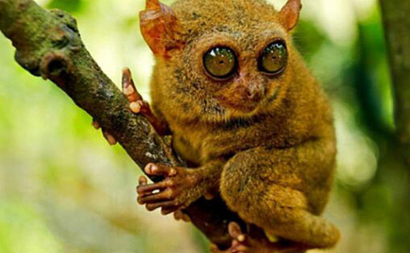 十大灭绝又重生的动物：侏儒眼镜猴上榜