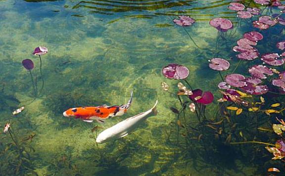 世界上最美的池塘：曾隐世多年