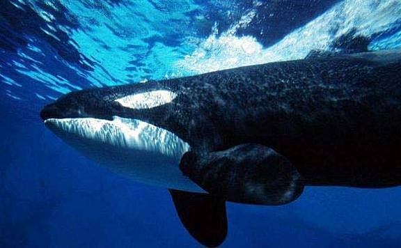 盘点十种最凶猛的海洋生物：公牛鲨第六