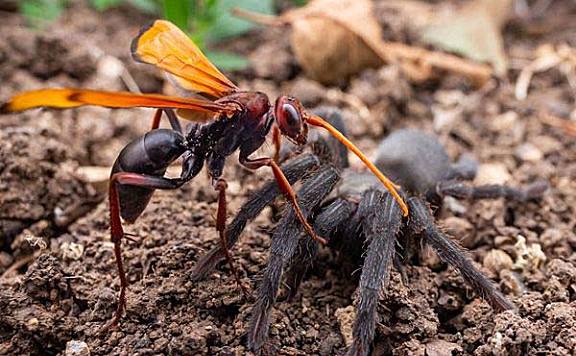 盘点自然界中最危险的12种昆虫