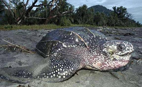 世界上最凶的乌龟排名：棱皮海龟冠军