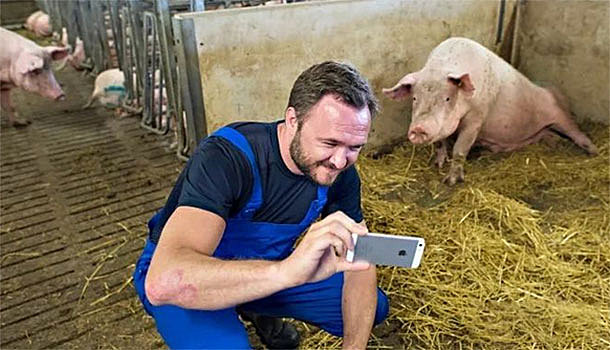 欧洲养猪第一大国：丹麦养1万头猪只需3人