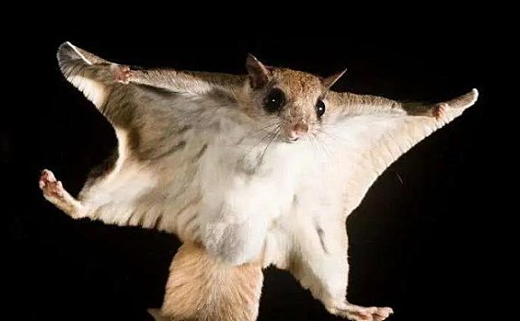 世界上会飞的鼠：鼯鼠可借助四肢飞行
