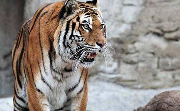 世界上最危险十大猫科动物：猎豹垫底