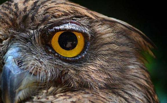 世界最奇特的十大动物的眼睛