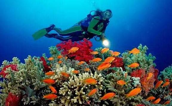 世界十大潜水圣地：大堡礁、大蓝洞上榜
