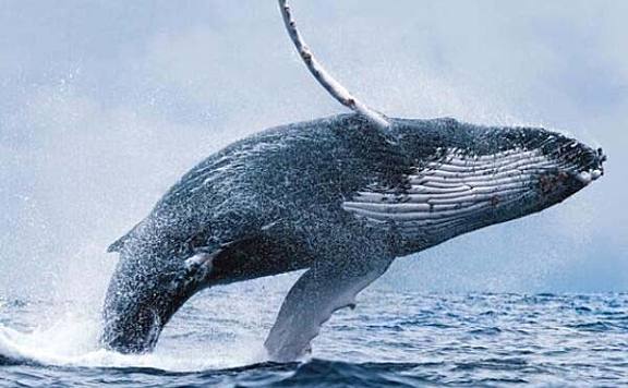 世界体型最大的十种鲸鱼