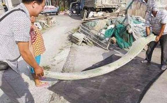 世界上最大的鱼刺：全长可达3米