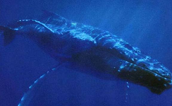 仅次于蓝鲸的世界上第二大鲸：当属长须鲸