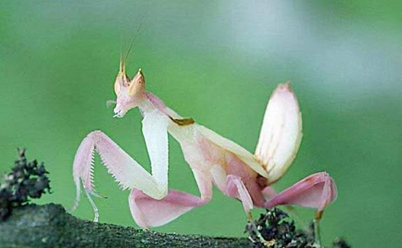 世界上最美丽的螳螂：兰花螳螂外形像兰花