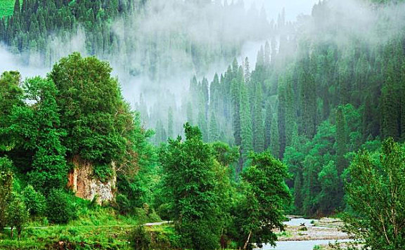 中国最美十大森林：每个都如仙境一般