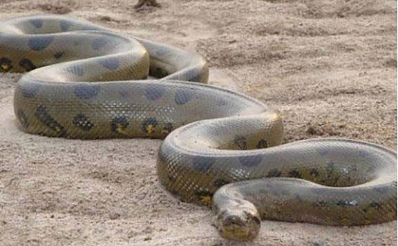 世界上最大的十种蛇：黄金蟒排第七