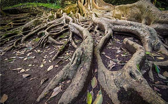 世界上最奇特的根：无花果树根深扎地里几十米