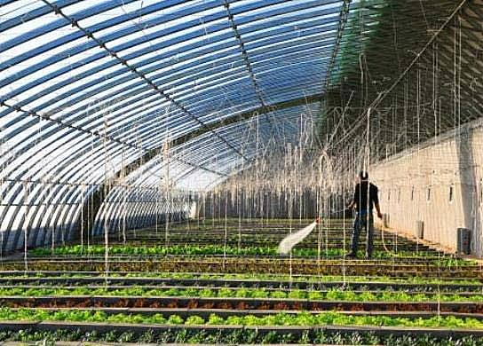 中国十大蔬菜种植基地：张北县第二