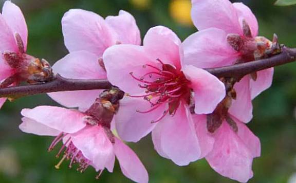 镇宅最吉利的三种花：桃花、君子兰位列前两名