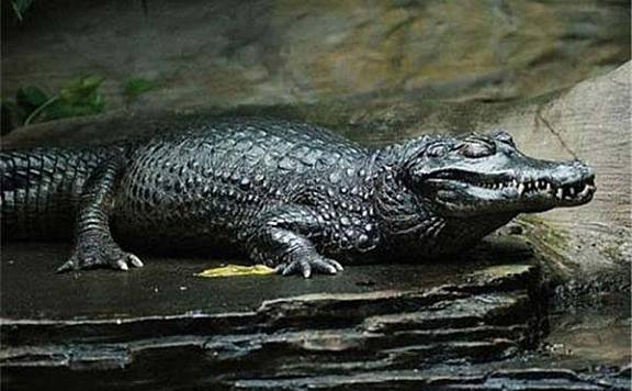 亚马逊河十大恐怖生物：黑凯门鳄居首